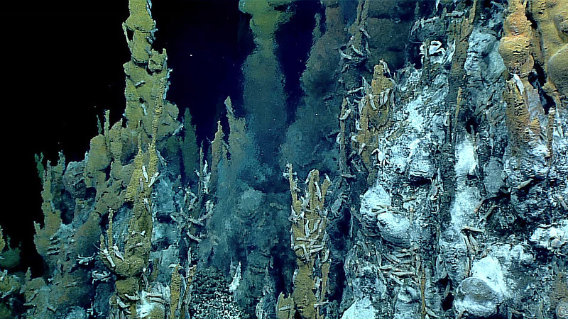 Newfound Ocean Bacteria in Hydrothermal Vents. 