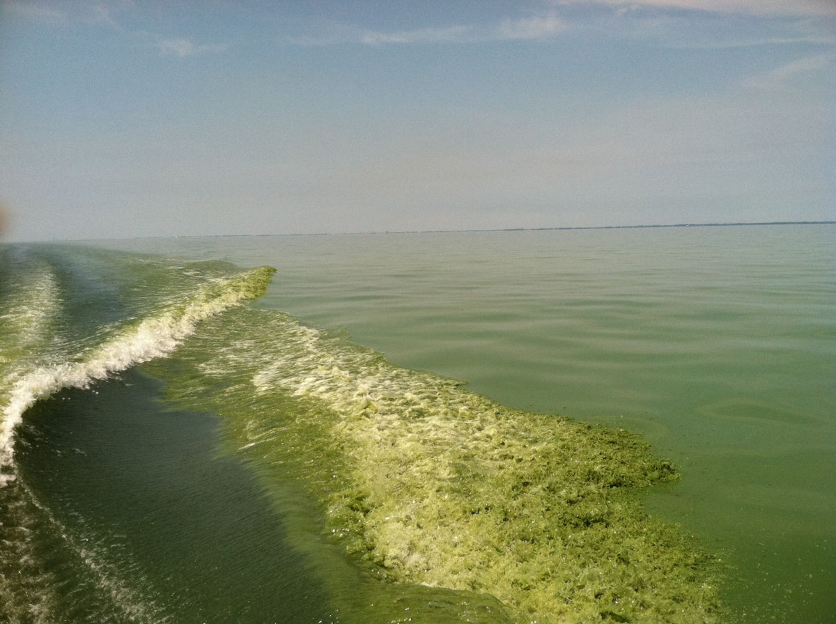 seaweed blooms Florida