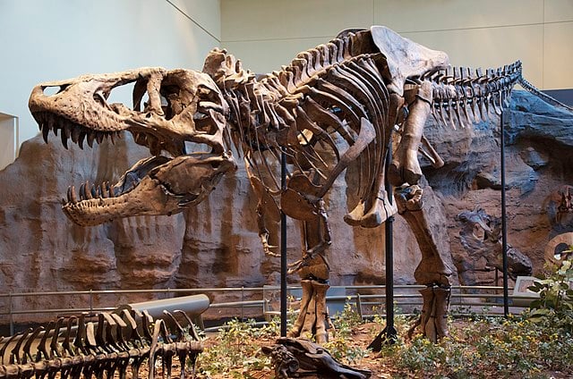 1.7 Billion T-Rexes roamed the prehistoric Earth. 