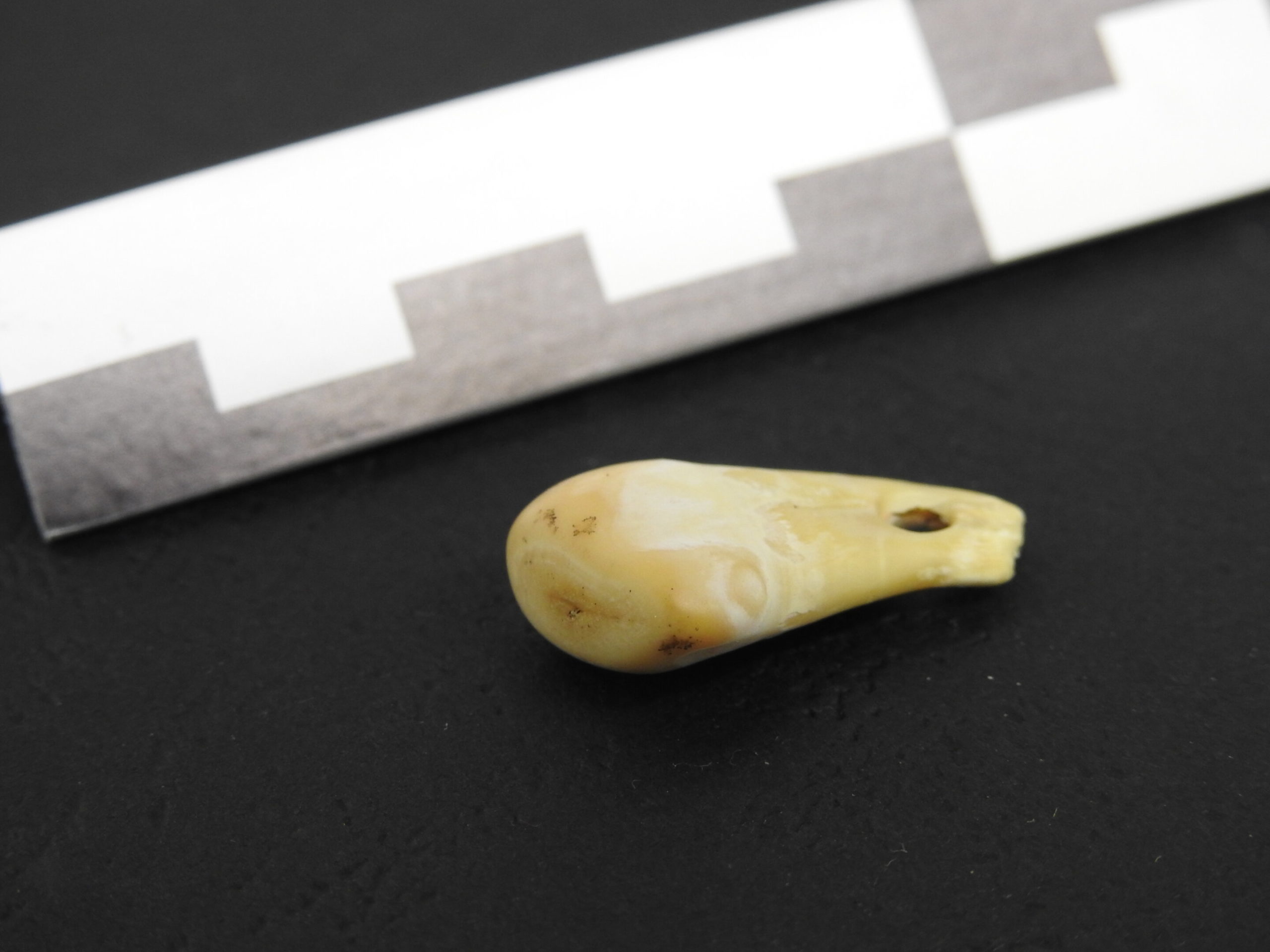 20,000 year old pendant