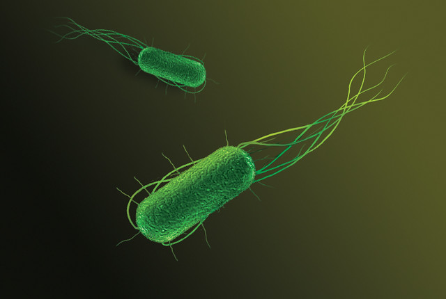 Scientists have developed stronger and easier control Cyborg bacteria. 