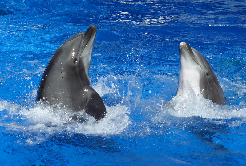 Dolphins engage in 'baby talk' with their young, adjusting their whistles