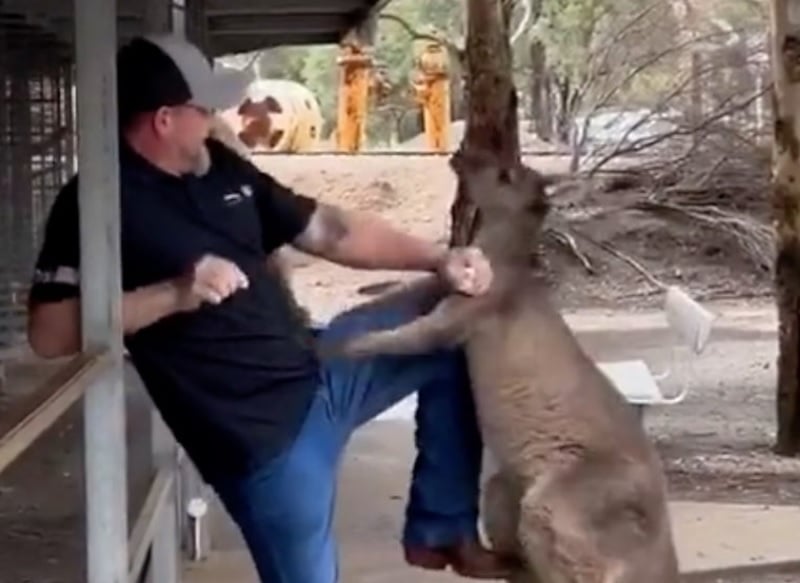 kangaroo fight