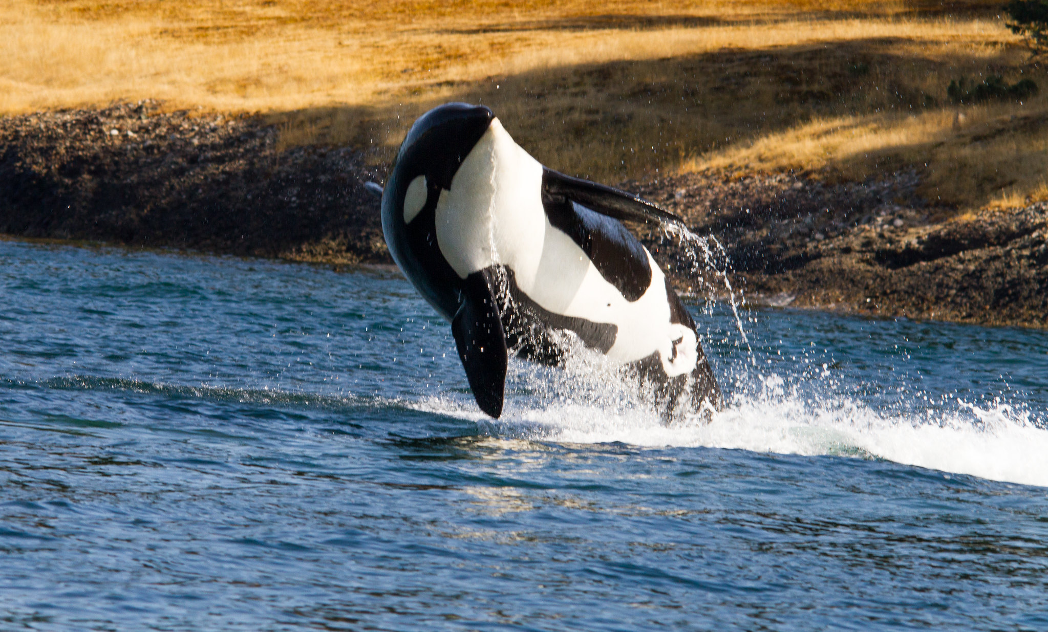 Why Orcas Are Attacking Boats