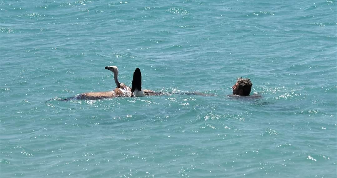 A man rescues a vulture from the sea in Crete.