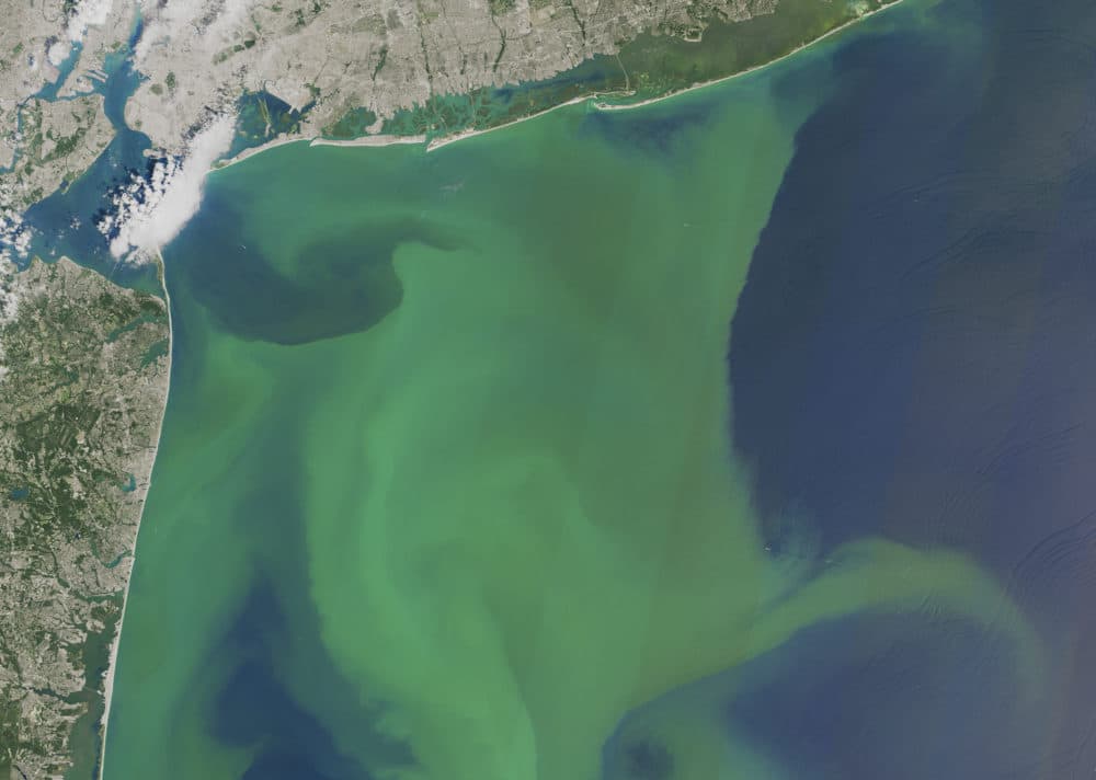 World’s oceans will shift color by the year 2100, due to changes in the types and location of phytoplankton