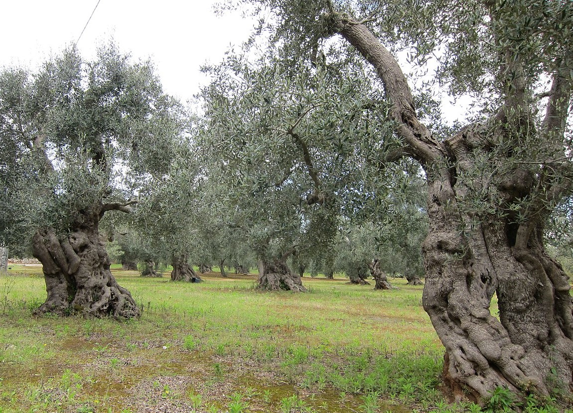 white olive of magna graecia known as leucolea or leukocarpa 
