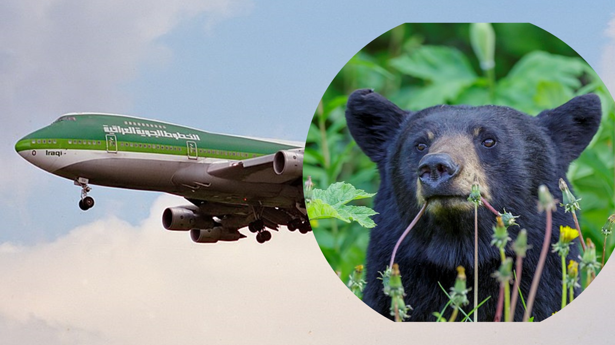 bear escape plane Dubai