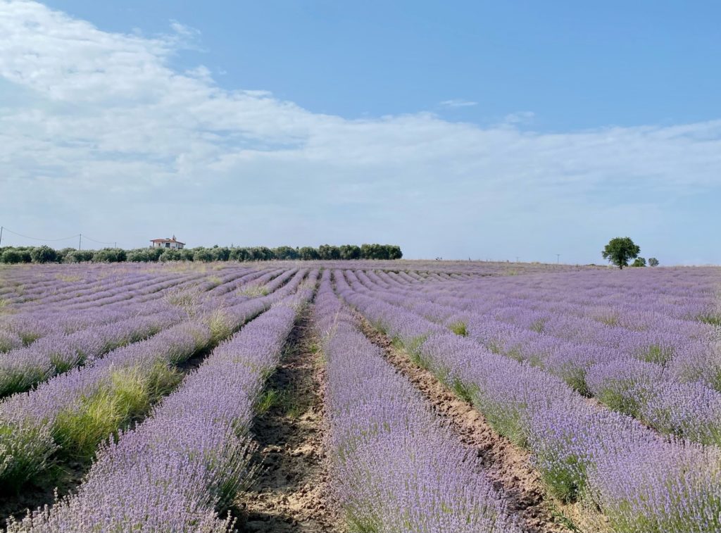 Lavender Field in Greece, nearby Thessaloniki 