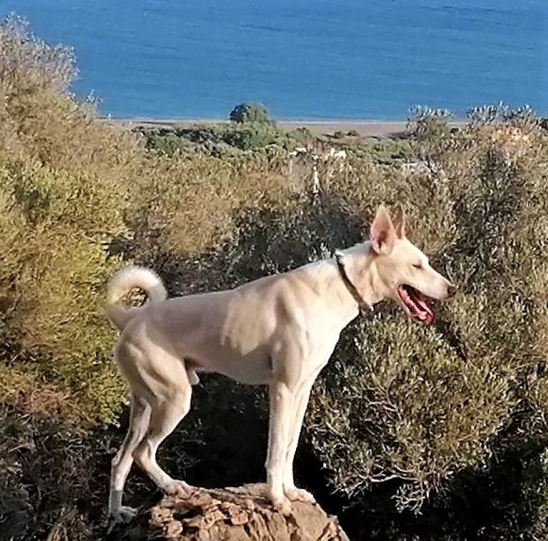 Cretan hound