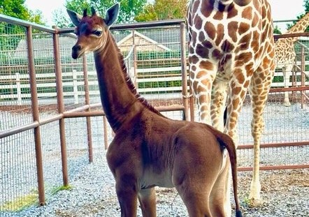 World's rarest giraffe born in Tennessee Zoo shines a light on the need for conservation efforts. 