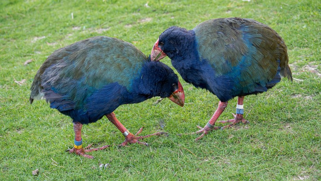 A couple of Takahe birds