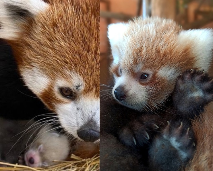 Newborn Rare Red Panda Becomes Athens Zoo Sensation