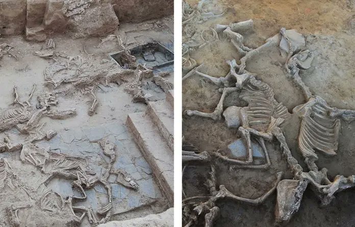 Archaeological excavation at Casas del Turuñuelo revealing mass animal sacrifices