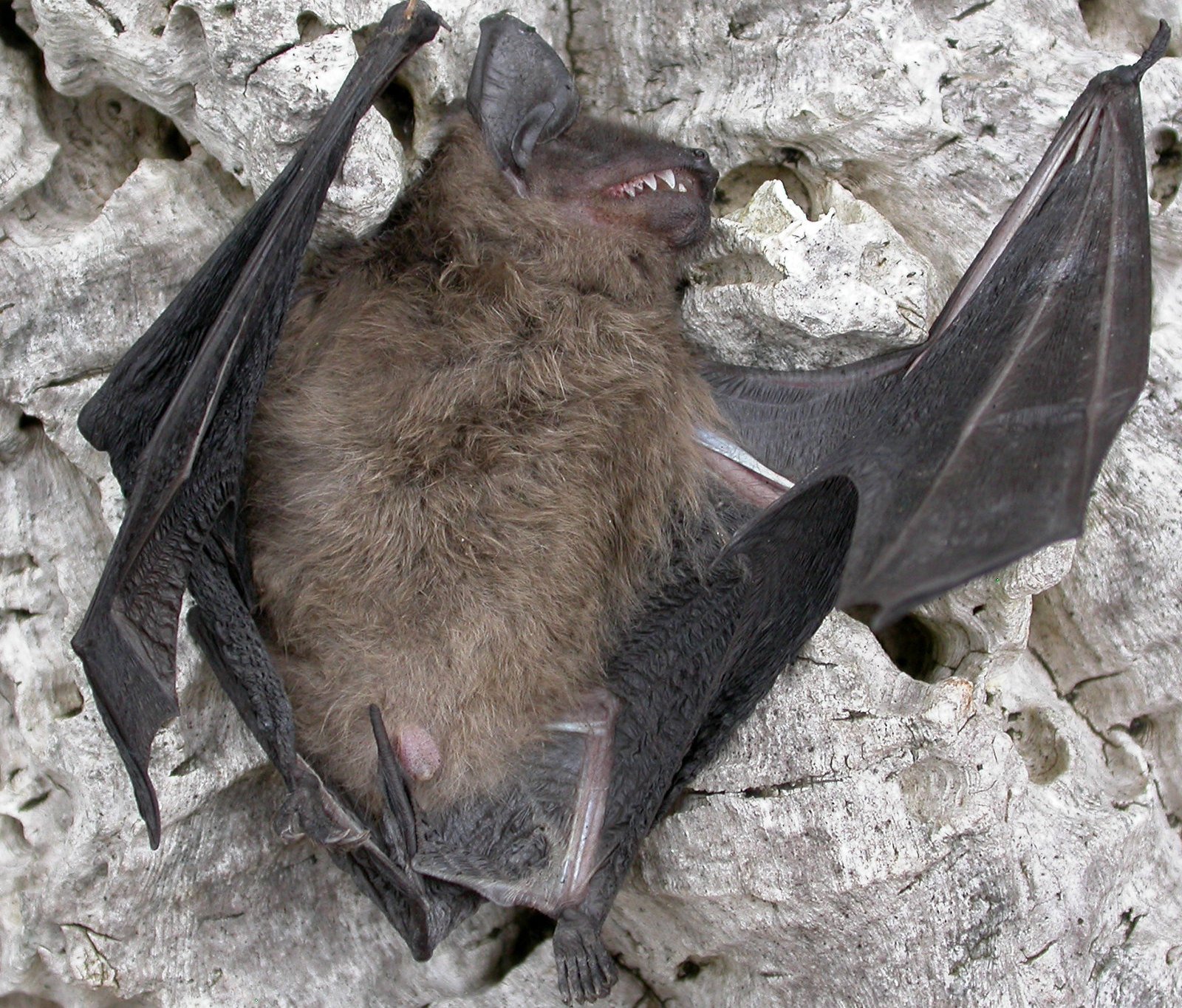 Bats with Giant Genitals