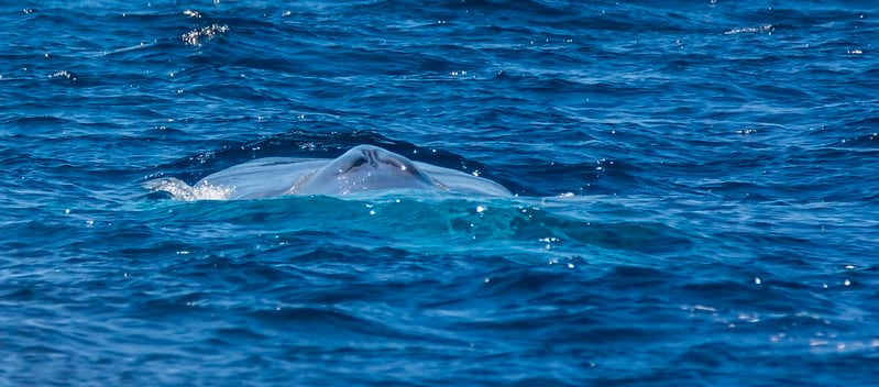 Blue whales, the largest animals on Earth, grace the waters around the Seychelles