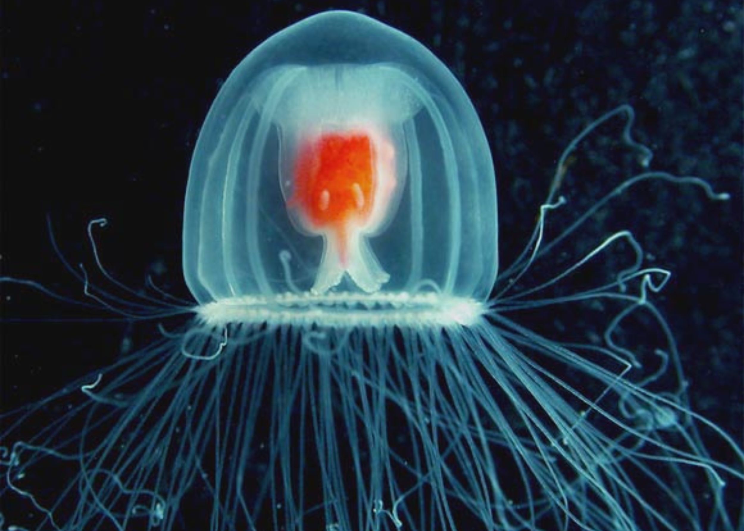 Immortal Jellyfish DNA