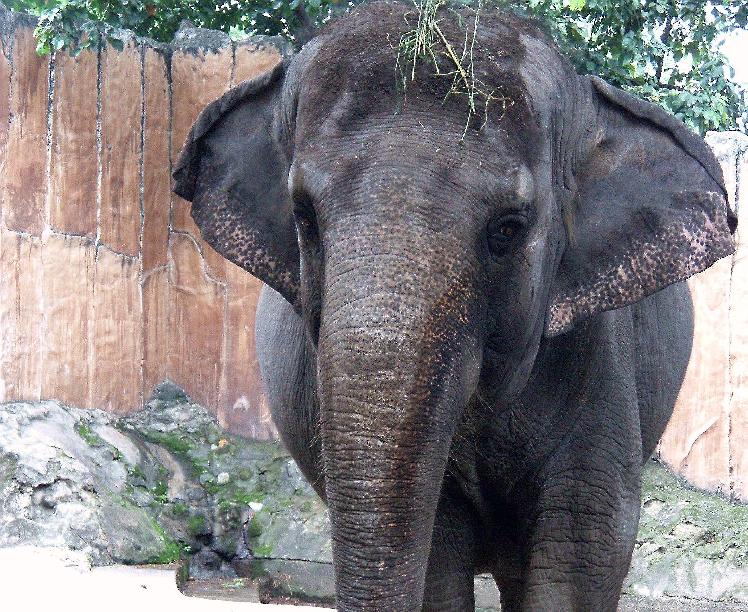 Mali, World’s Saddest Elephant Dies at Philippine Zoo