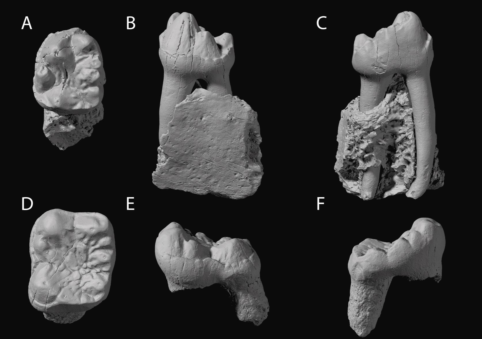 Micro-CT-scanned specimens of Ekgmowechashala philotau