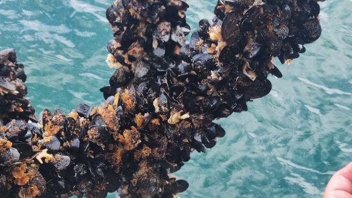 Mussels Greece