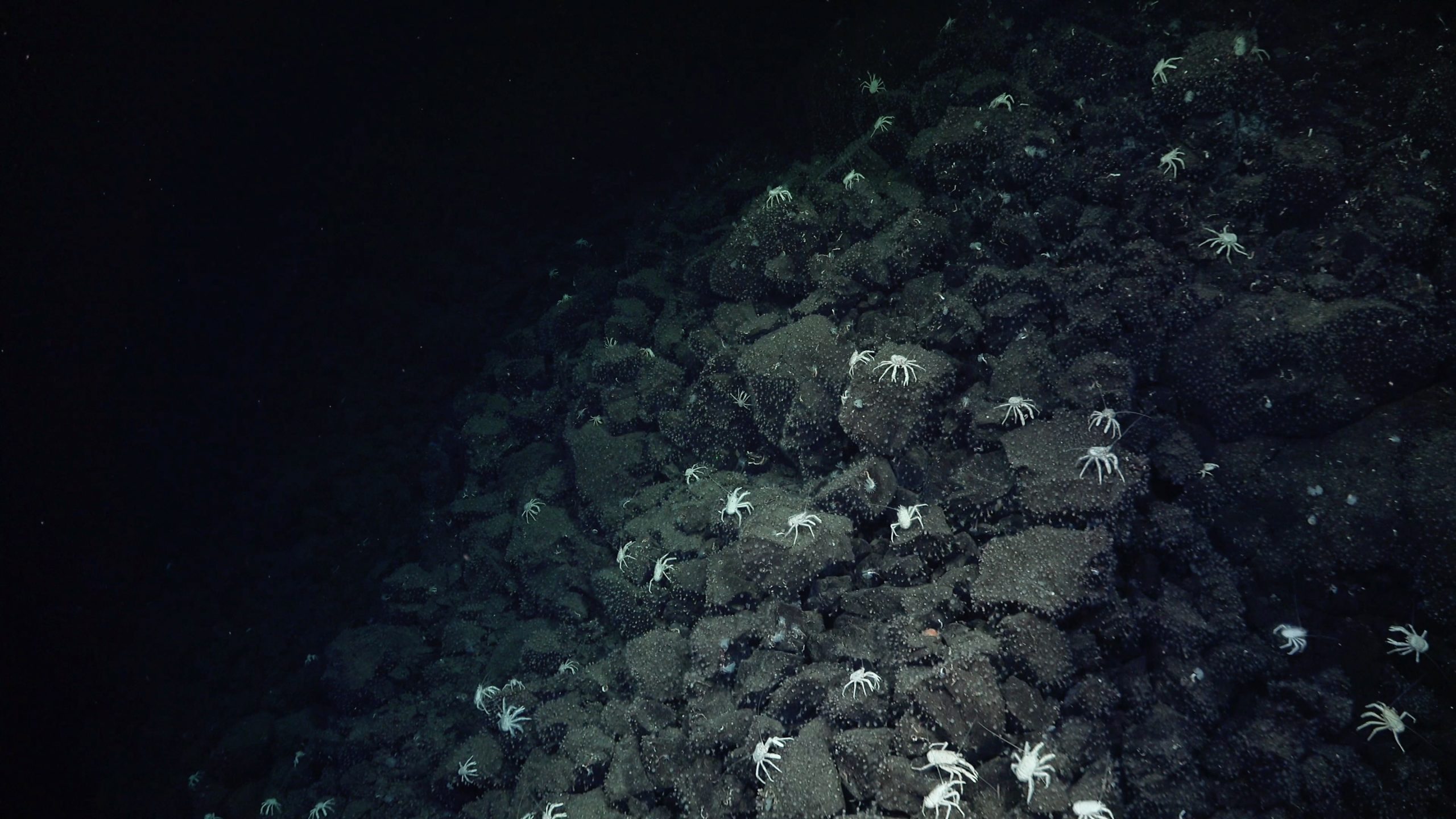 Scientists from the Schmidt Ocean Institute trace the "Sendero del Cangrejo" or "Trail of the Crabs" hydrothermal vent in the Galapagos.
