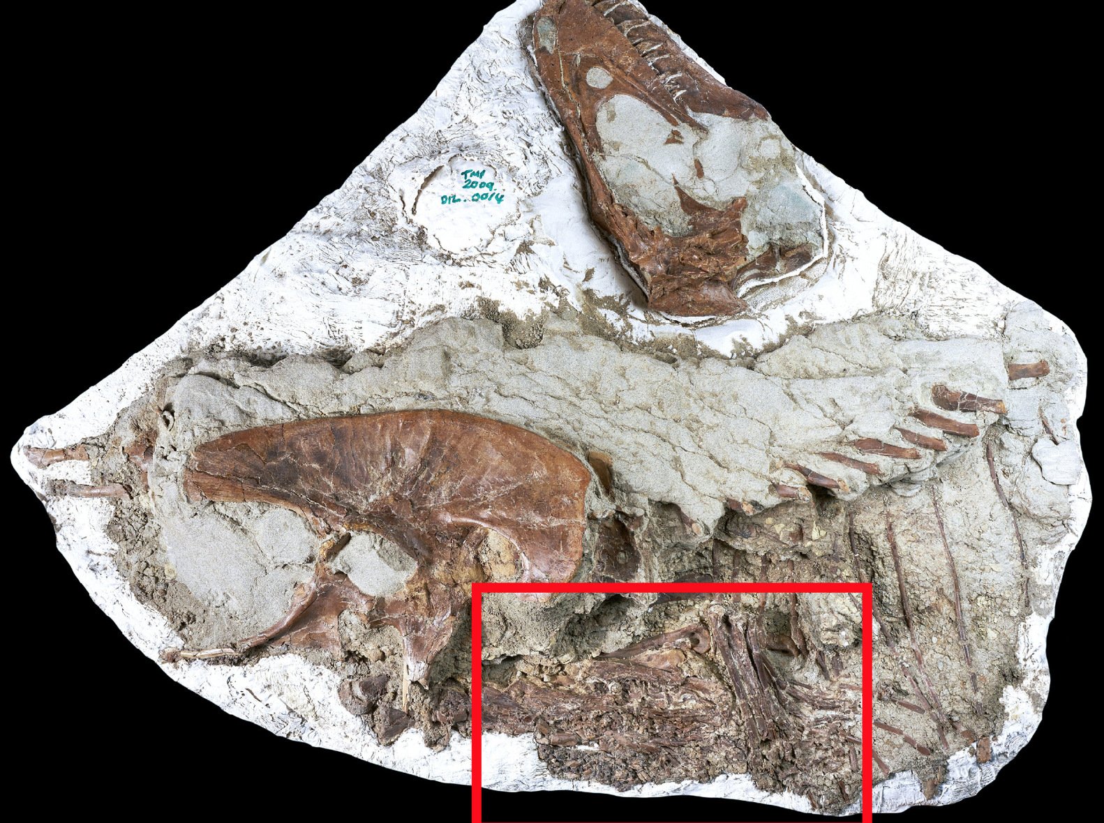 Fossilized Stomach of Young Tyrannosaurs