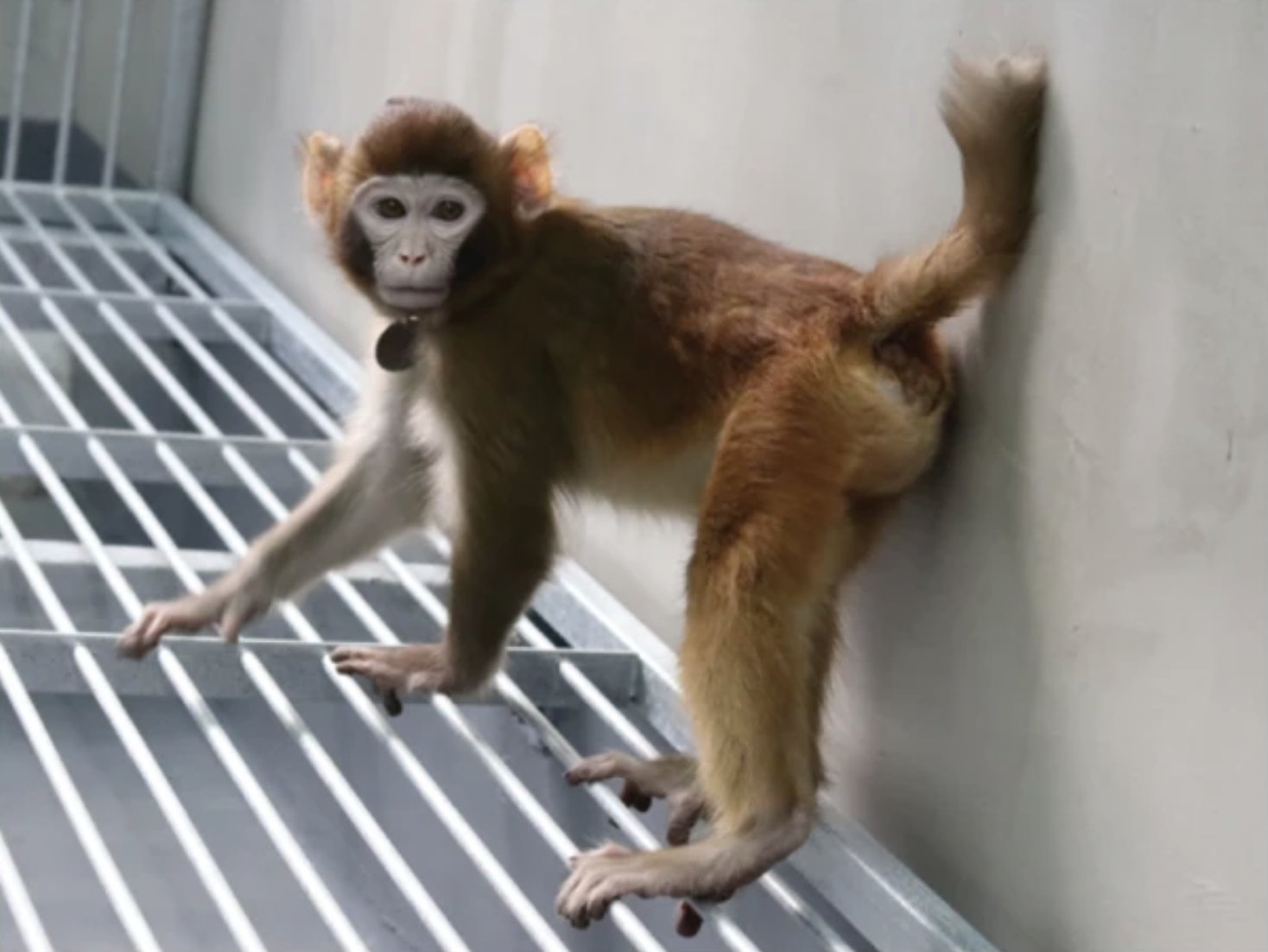 A screenshot of an image of cloned Rhesus Monkey taken at 17 months