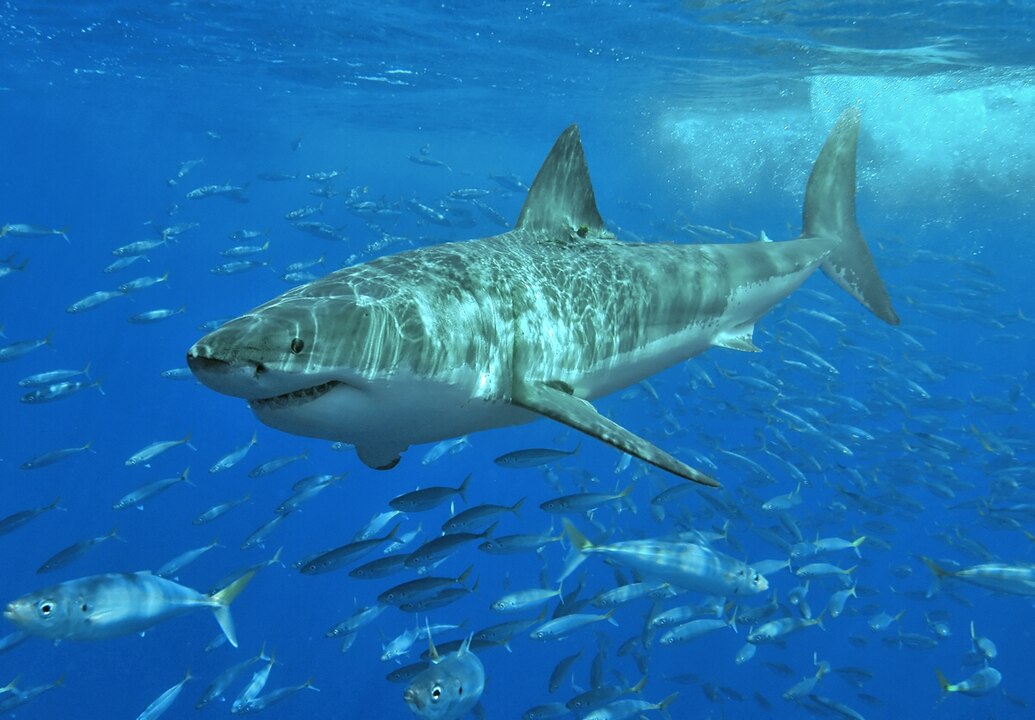 ISAF reports that deaths from shark attacks rise dramatically