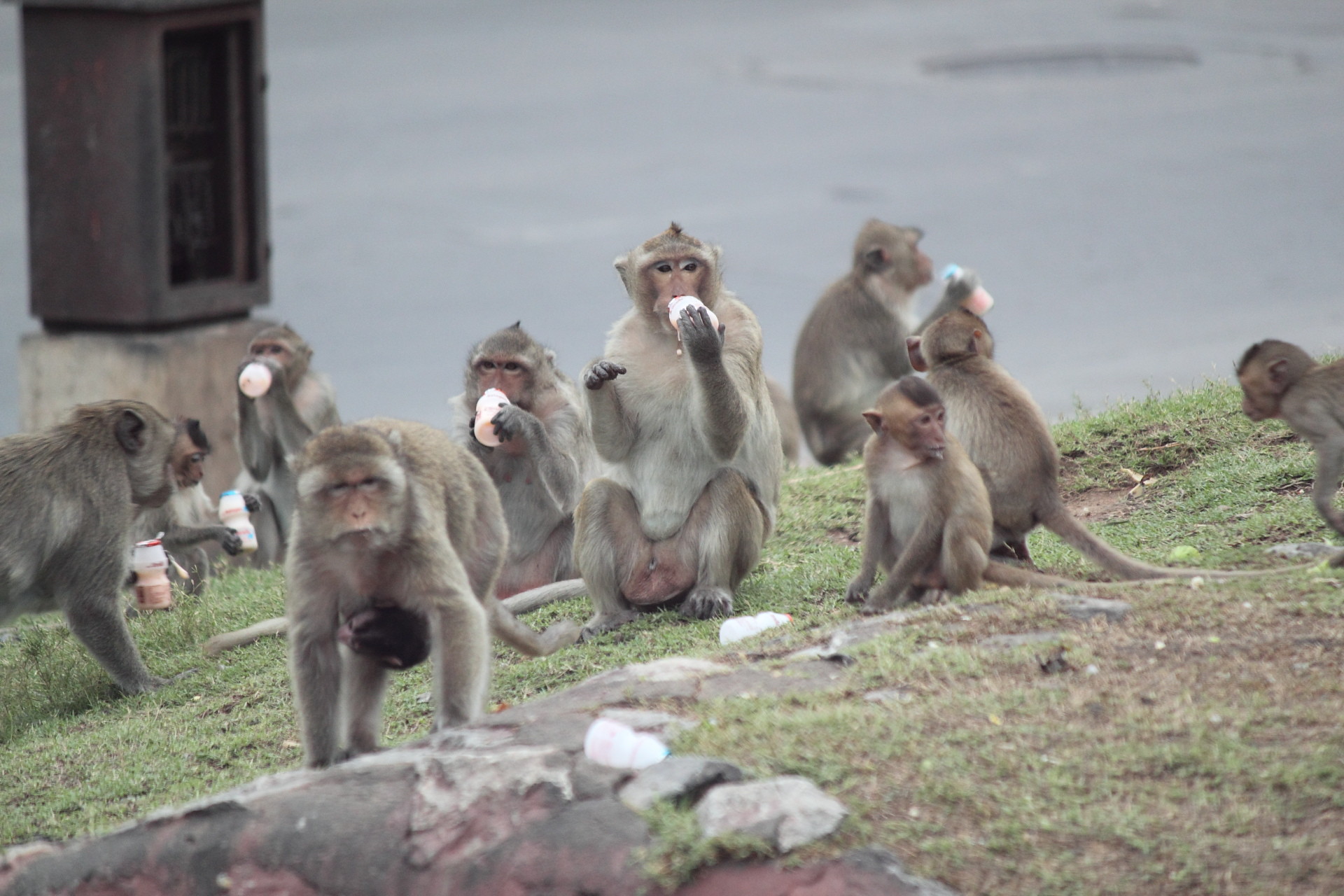 Monkeys Invade Lopburi City
