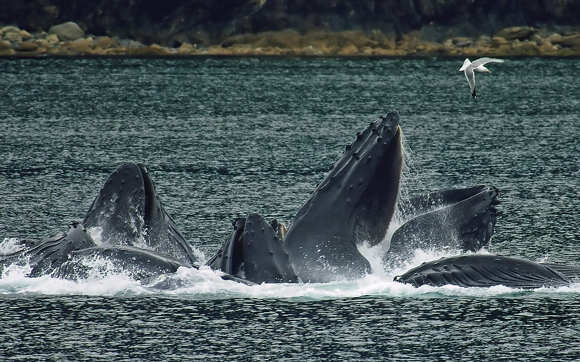 Scientists solved the Humpback whales song mystery