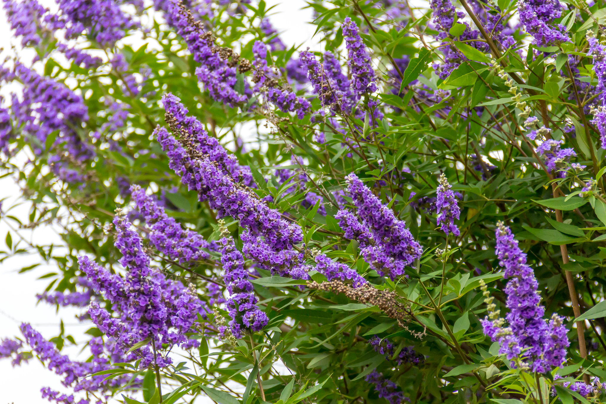 Purple Flowering Chaste Tree. 