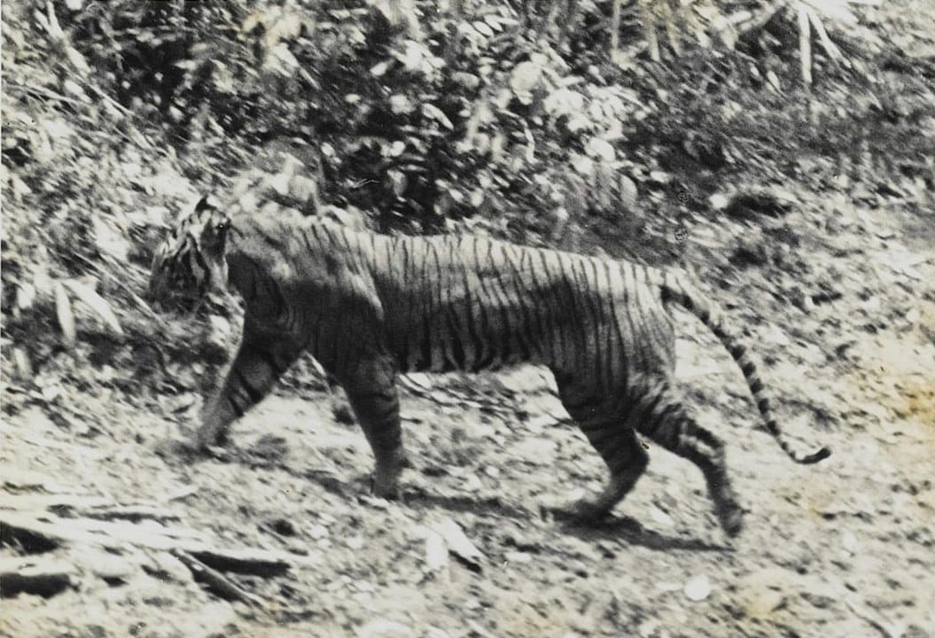 Photo of Javan tiger from 1938 that may be back from extinction