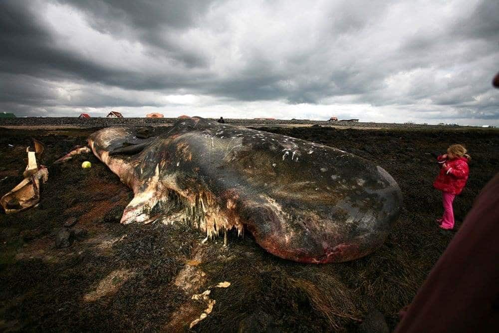 Dead whale with floating gold, ambergris