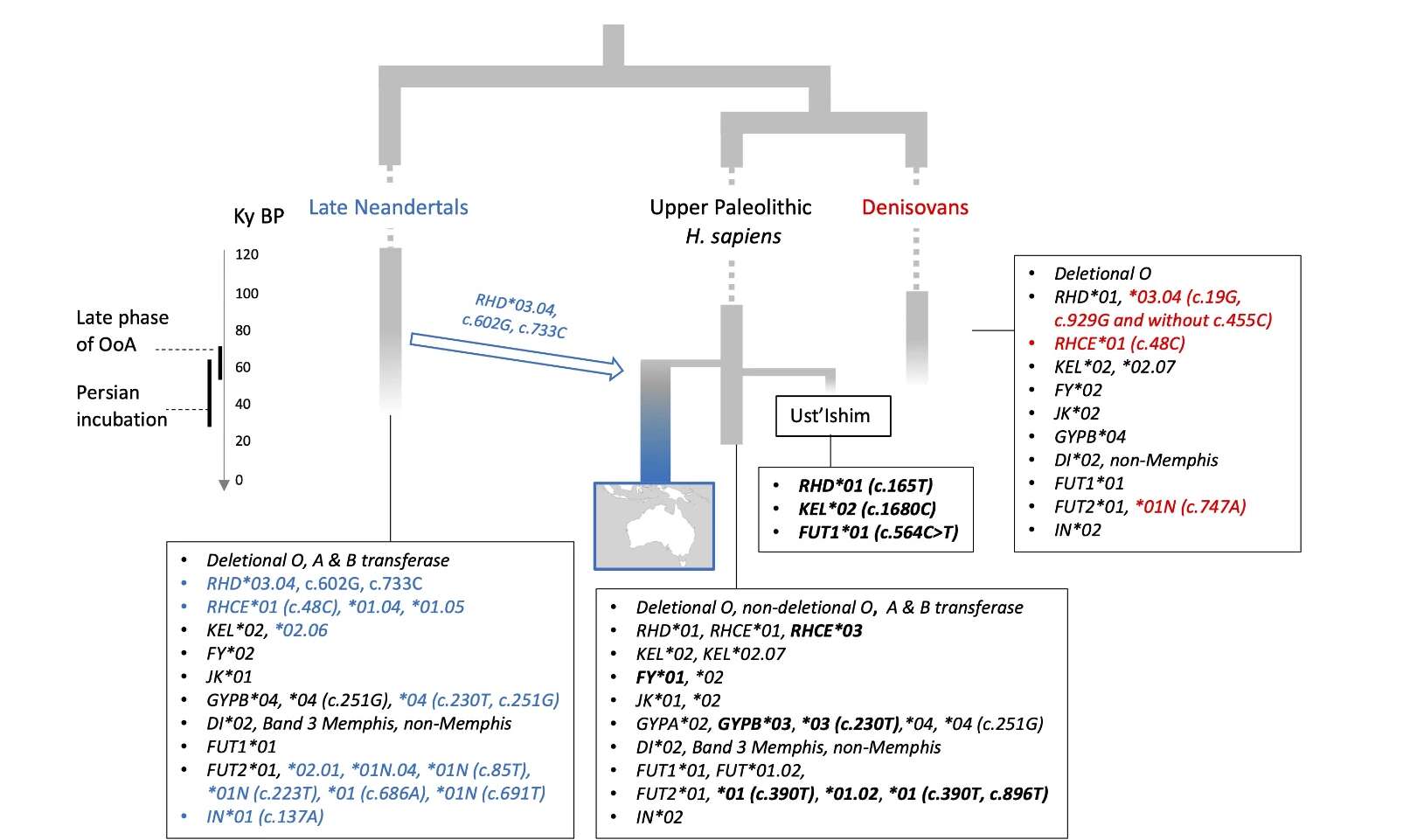 A genetic tree shows blood group alleles among Upper Paleolithic Homo sapiens, Neanderthals, and Denisovans