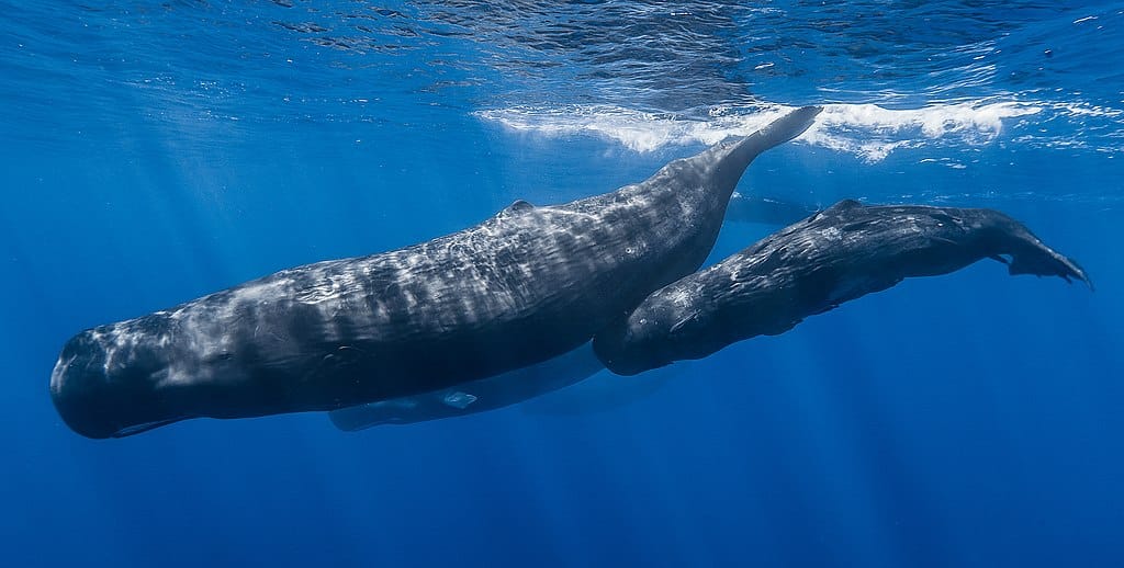 How the Sperm Whales’ Clicking Sounds Can Keep Them Alive in the Greek Seas