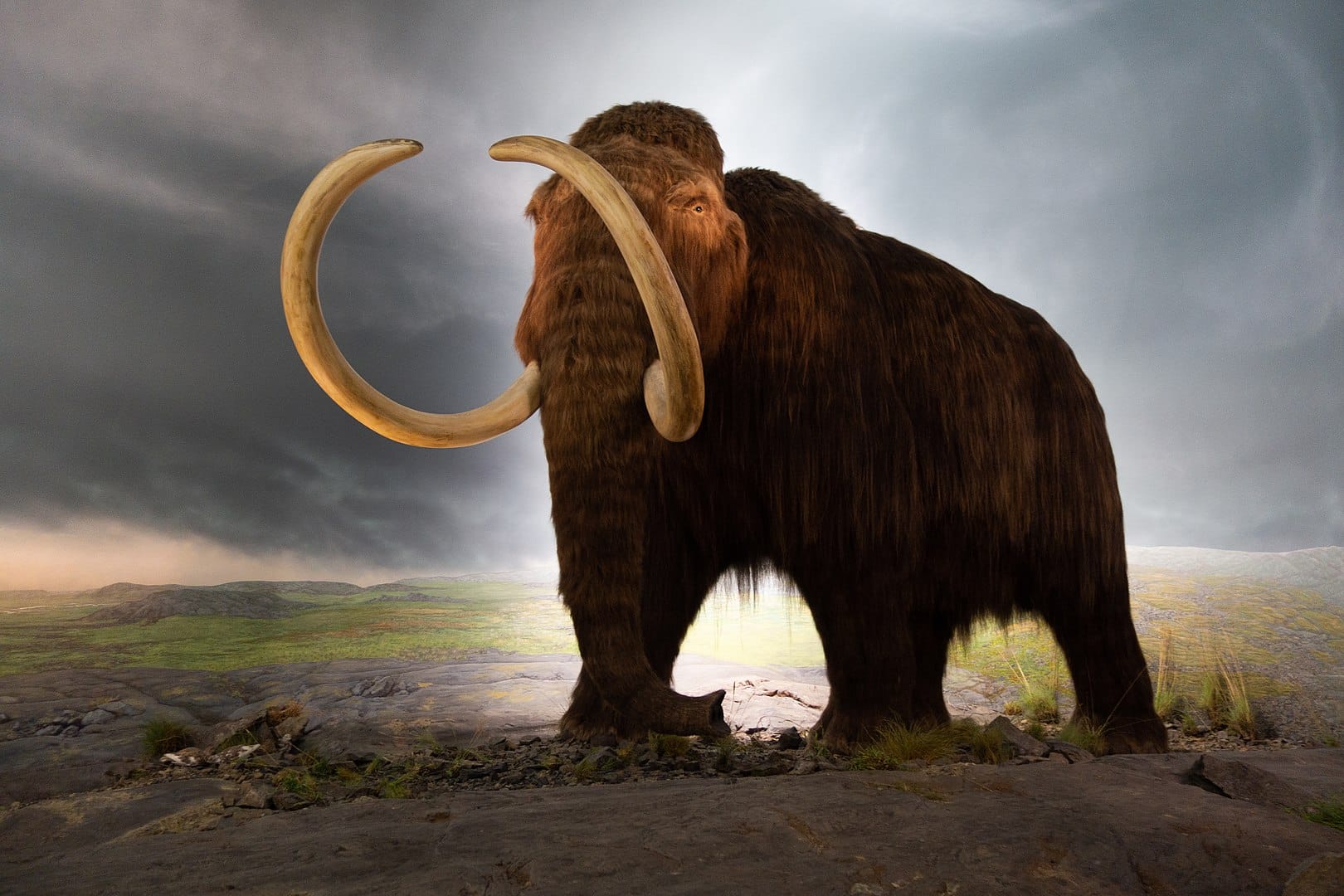 Extinction of Giant Animals 10,000 Years Ago Still Affects Ecosystems Today