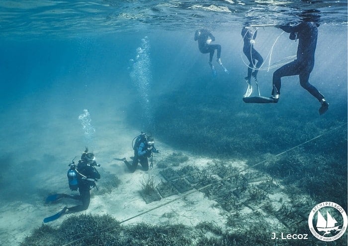 Posidonia Oceanica Seagrass Underwater Vložení v Řecku.