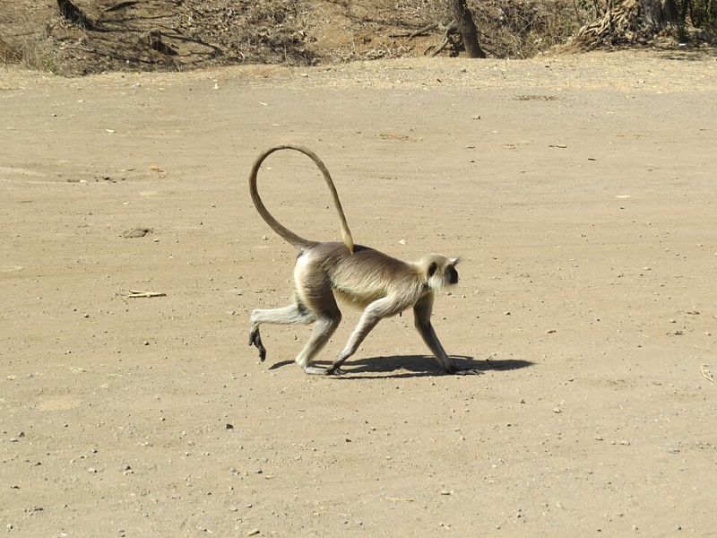 Grey Langur Monkey India