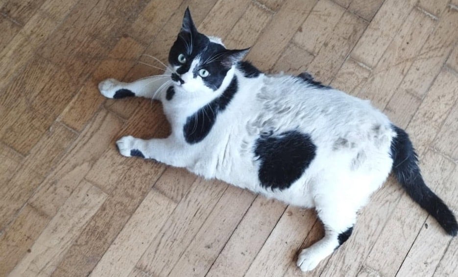 Chonkus Maximus