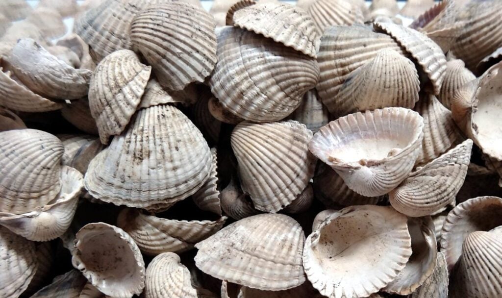 shells of shellfish, found in a Neolithic-era food pit in Northern Greece