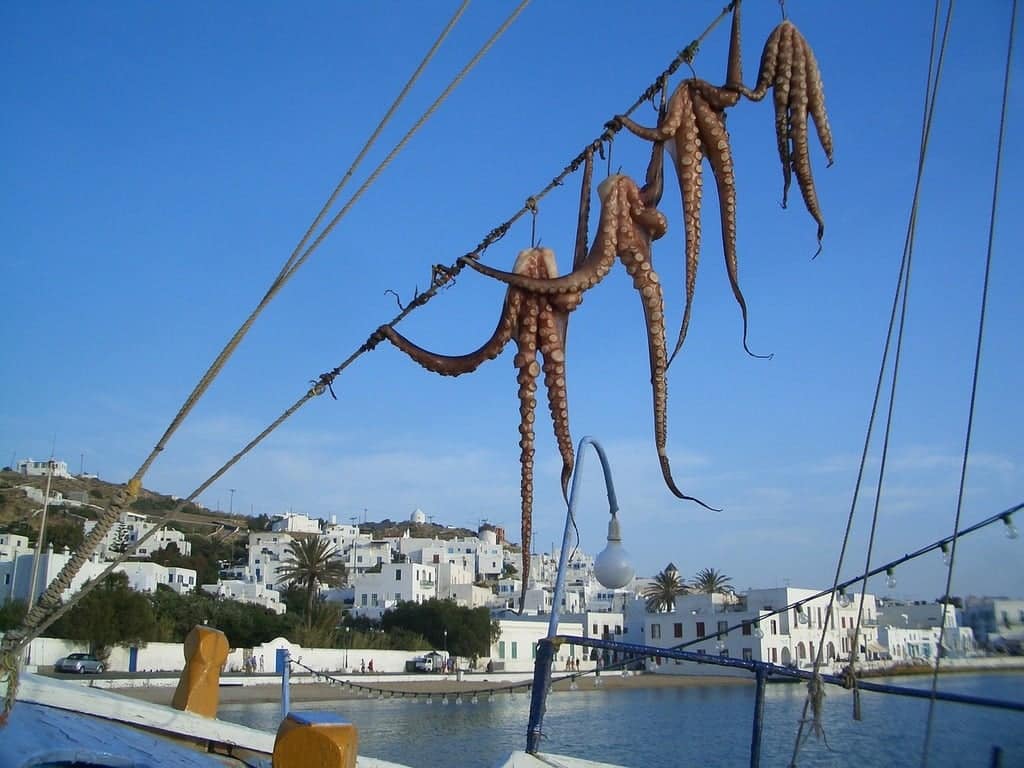 octopus Greece