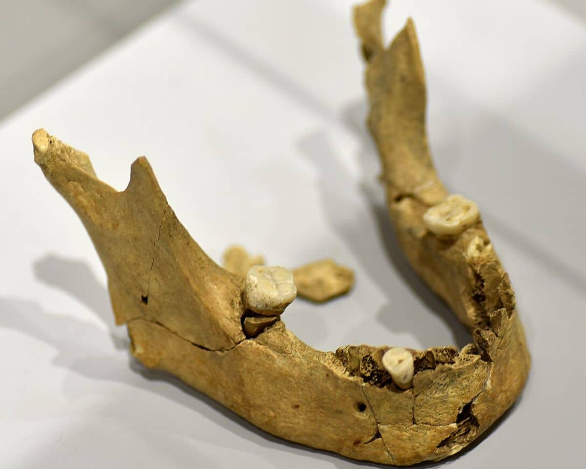 Ancient human jawbone