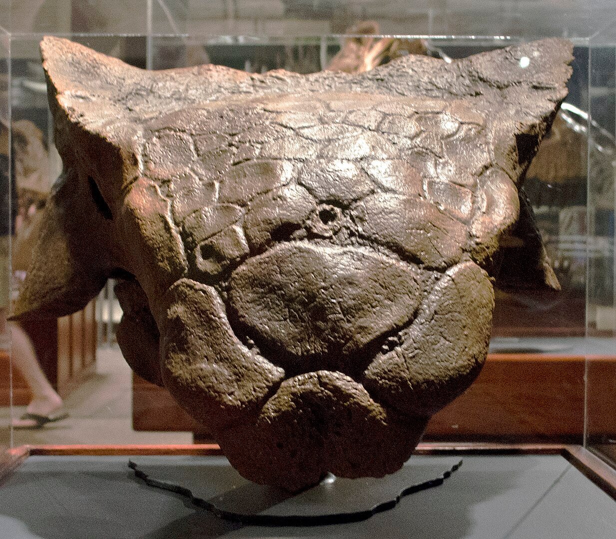 Rare Dinosaur Fossil Discovered in Morocco Reveals Earliest Armored Ankylosaur