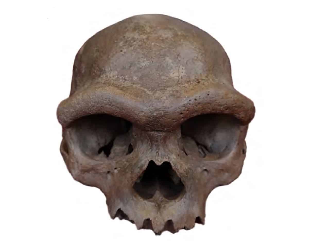 Denisovan skull