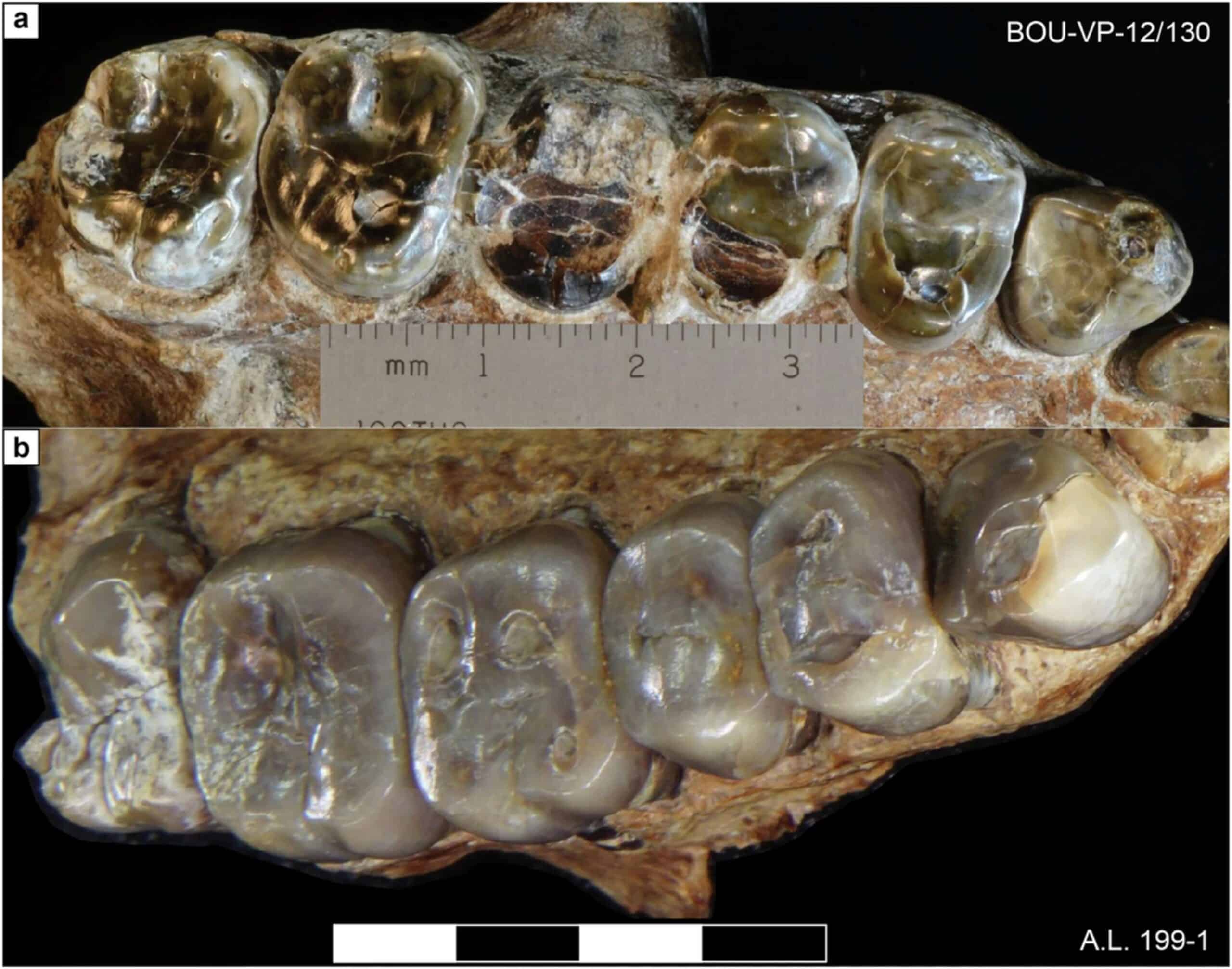 Scientists Discover New Human Species in Ethiopia