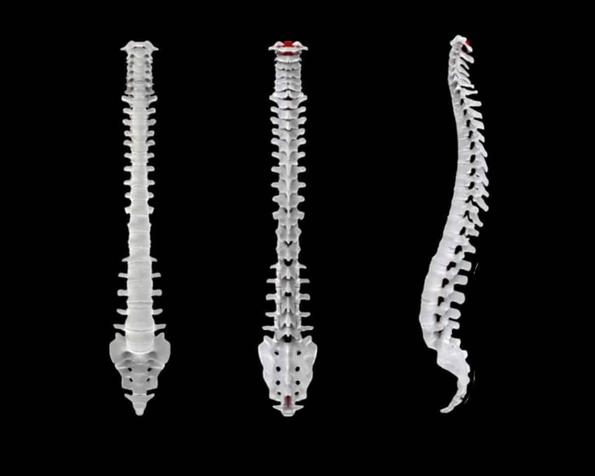 human spinal cord