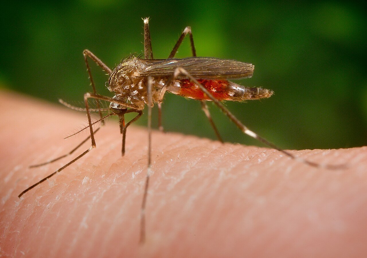 Mosquitoes transmit the West Nile virus. Two people have died due to the virus in Greece this year.