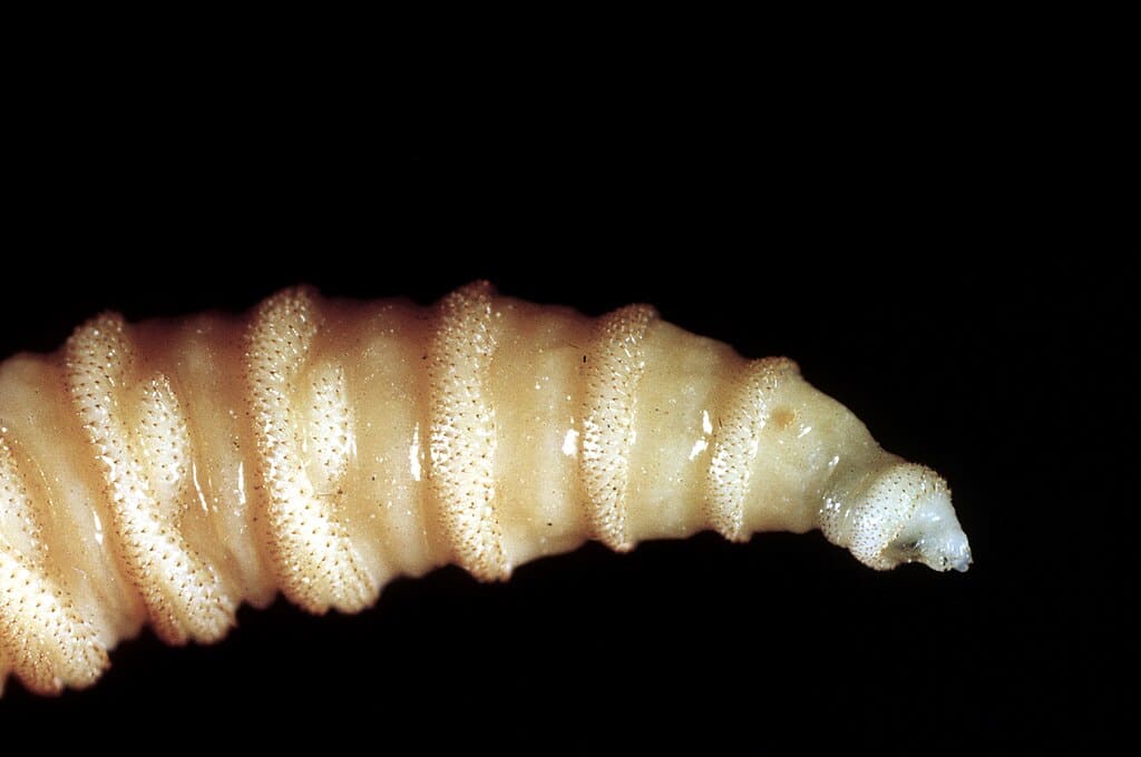 New world screwworm