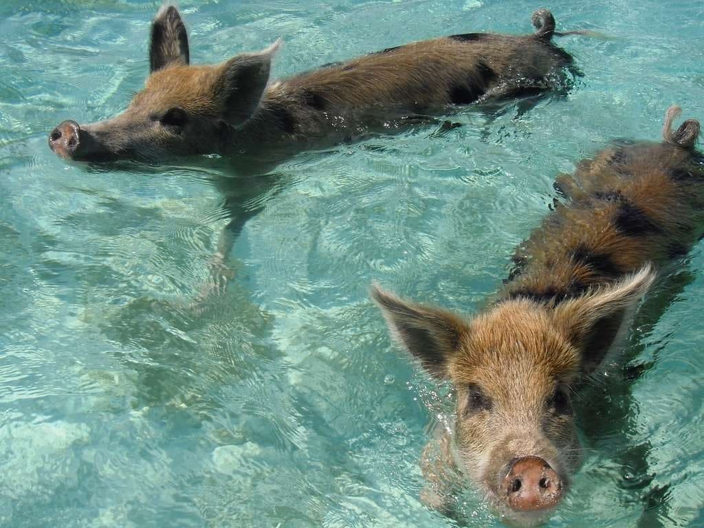 boar Greece