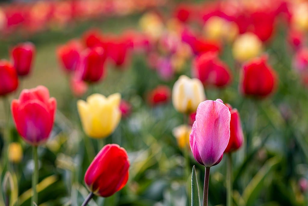 Tulips on Chios part of Greece's blooming routes